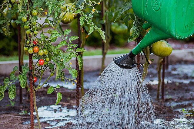 Gießkanne gießt Tomatenstrauch